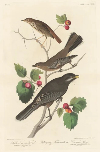Little Tawny Thrush by Robert Havell, Jr.; John James Audubon, print, 1838