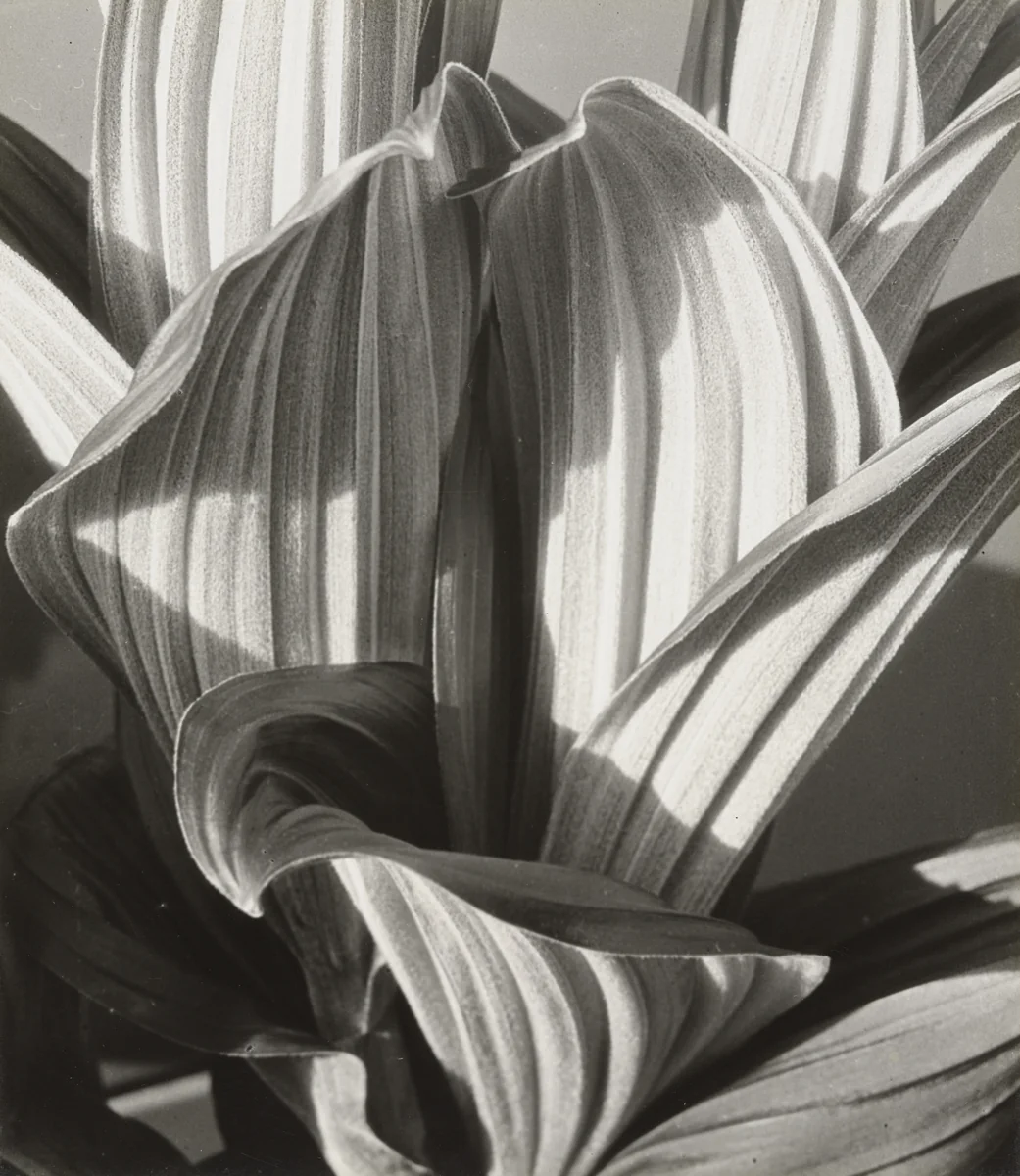 Glacial Lily by Imogen Cunningham, photograph, 1927