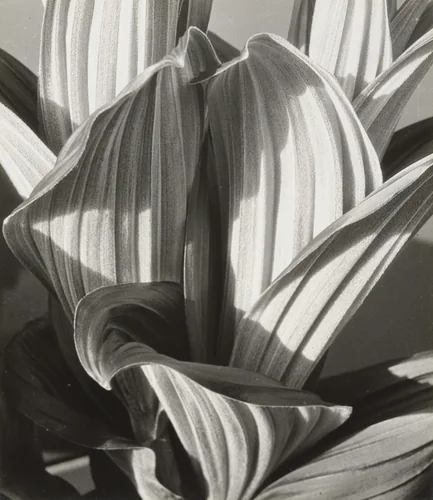 Glacial Lily by Imogen Cunningham, photograph, 1927