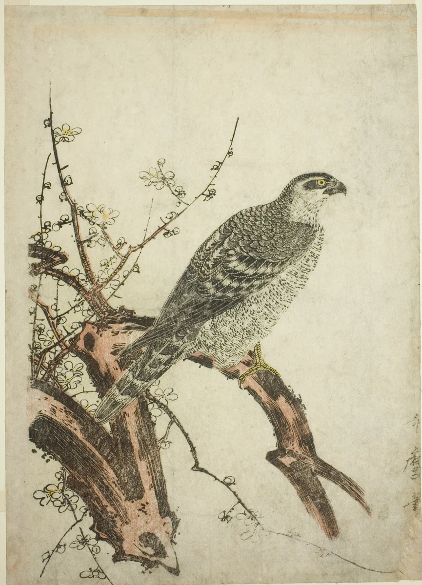 Hawk on a Plum Branch by Kitagawa Utamaro (喜多川歌麿), print, 1791-1809