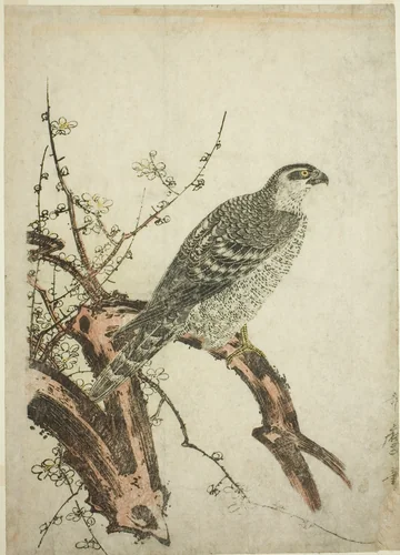 Hawk on a Plum Branch by Kitagawa Utamaro (喜多川歌麿), print, 1791-1809