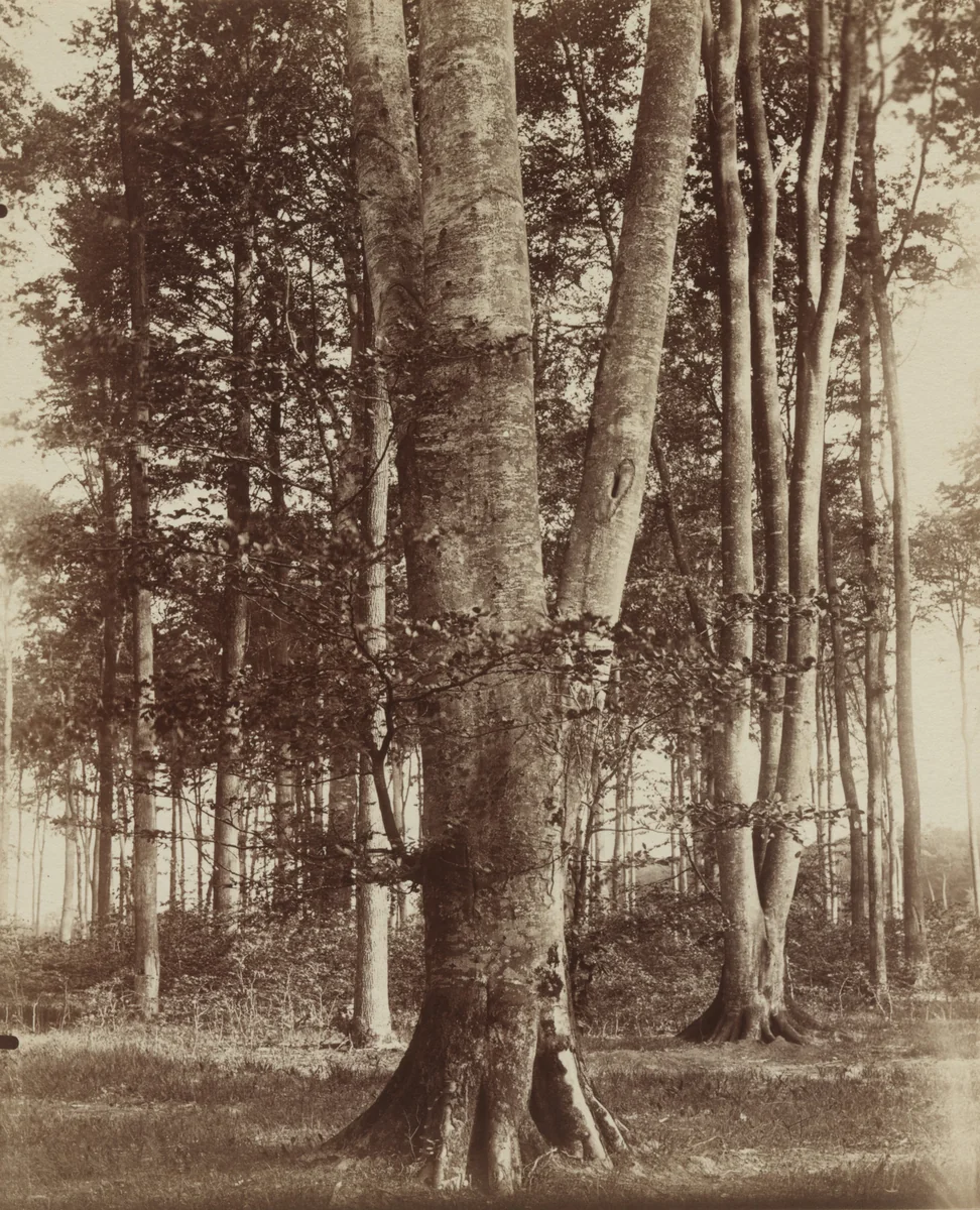 Hêtre by Eugène Atget, photograph, 1900