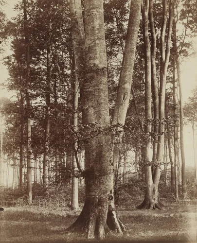 Hêtre by Eugène Atget, photograph, 1900