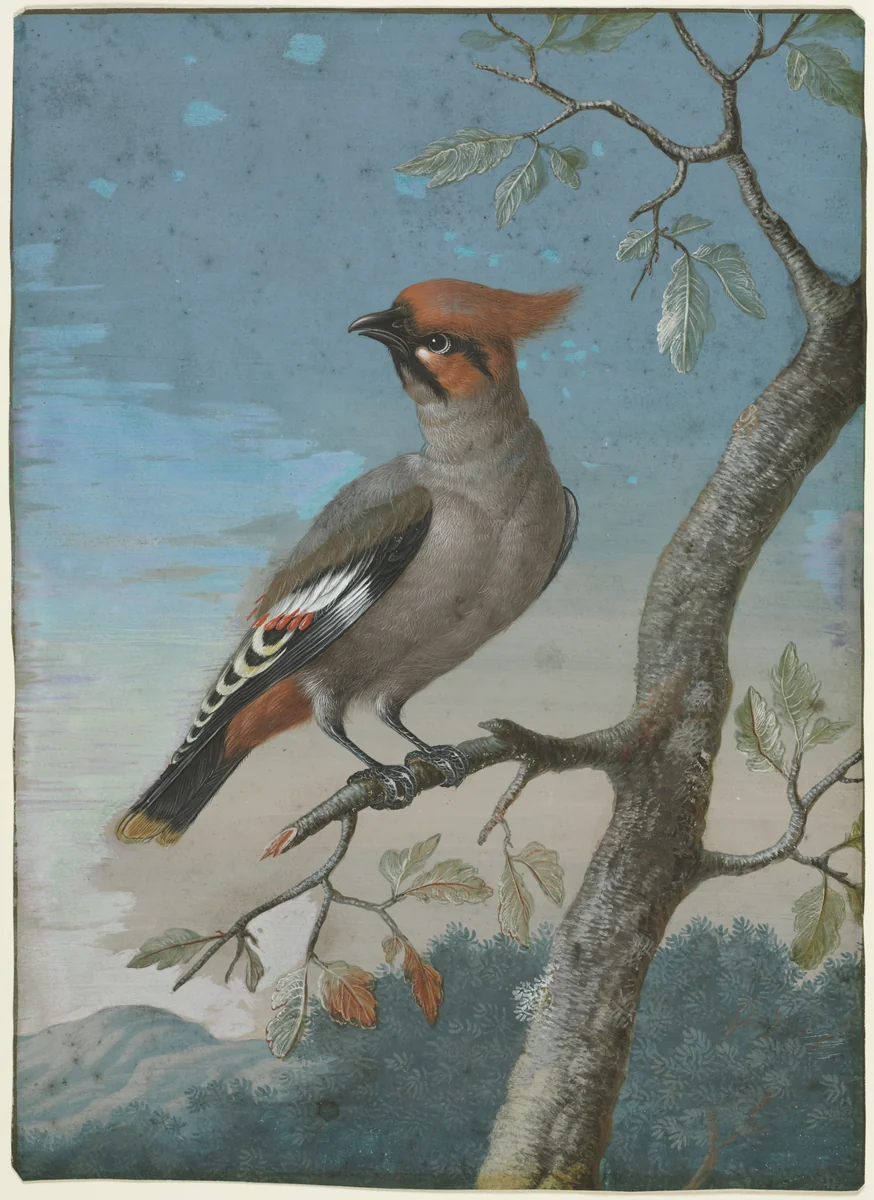 Bird Study: Bohemian Waxwing by George Edwards, drawing, 1709-1773