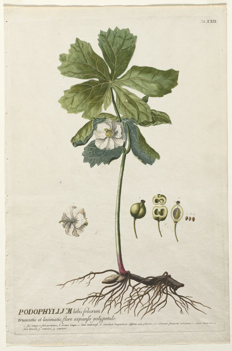 Plantae Selectae: No. 29 - American May Apple by Christopher Jacob Trew, print, 1773