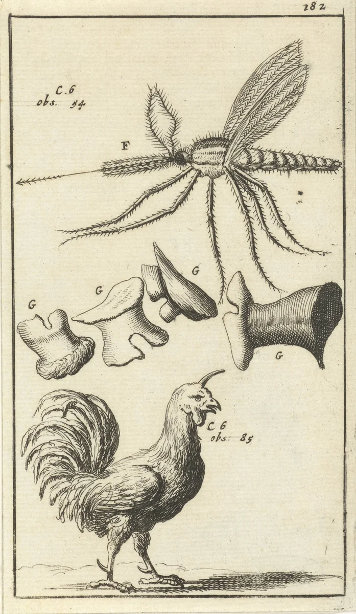 Anatomische afbeelding XVII by Jan Luyken, print, 1680-1688