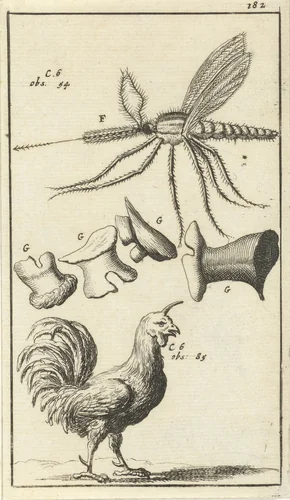 Anatomische afbeelding XVII by Jan Luyken, print, 1680-1688