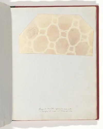 Lace in the Solar Microscope, 400 times magnified in surface by William Henry Fox Talbot, photograph, 1839
