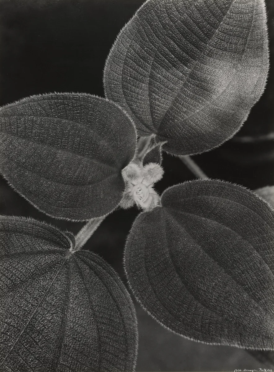 Heterotrichum Macrodon by Albert Renger-Patzsch, photograph, 1922