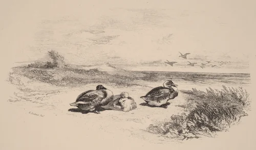 Canards Sauvages by Karl Bodmer, print, 1809-1893