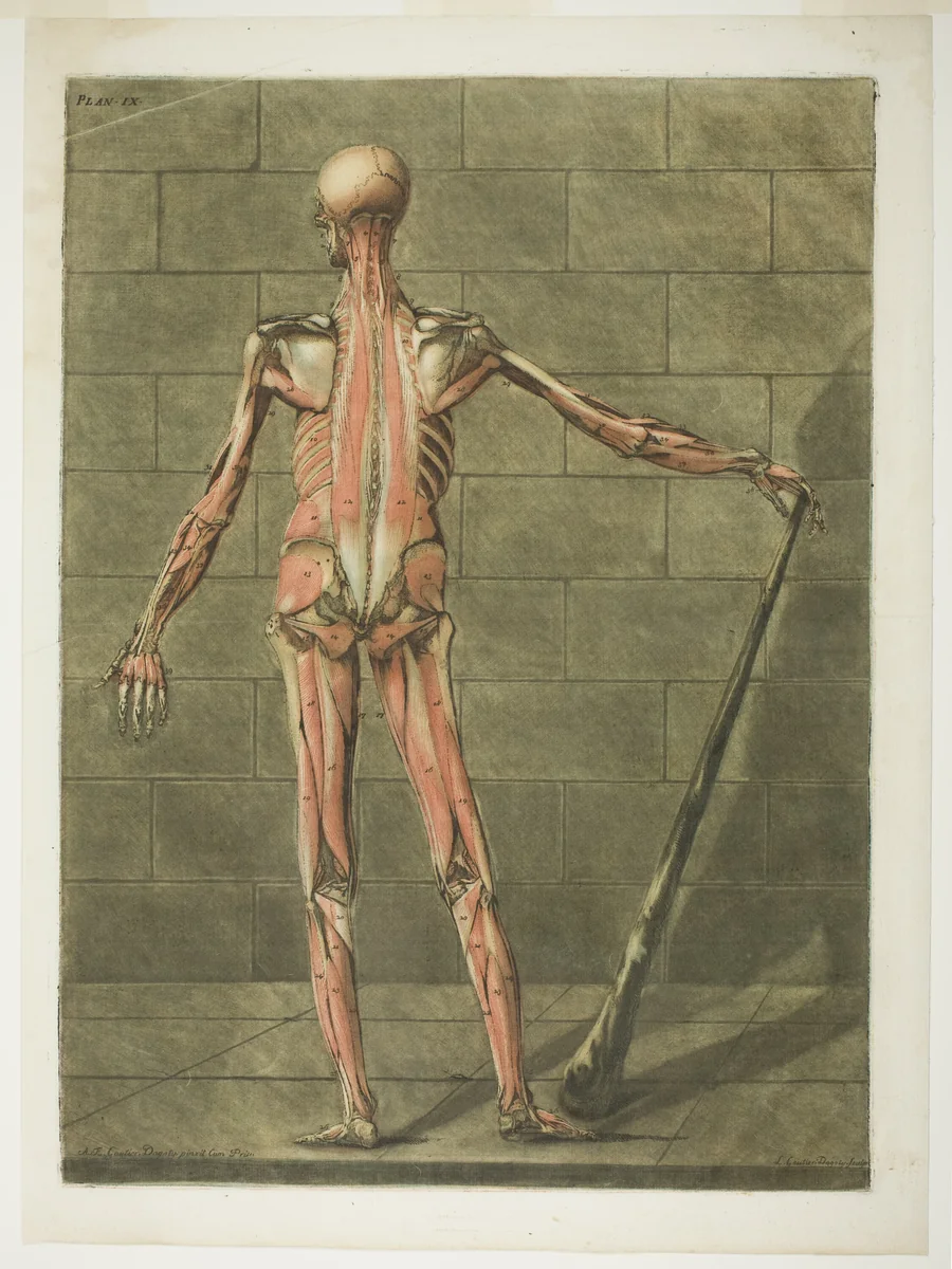 Posterior View of Muscle Man, plate nine from Complete Anatomy Course by Arnault Éloi Gautier D’Agoty, print, 1773