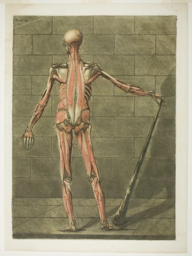 Posterior View of Muscle Man, plate nine from Complete Anatomy Course by Arnault Éloi Gautier D’Agoty, print, 1773