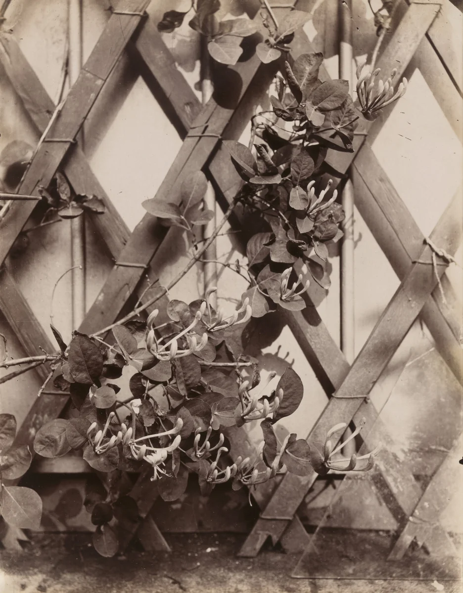 Chèvrefeuille (Honeysuckle) by Eugène Atget, photograph, 1900