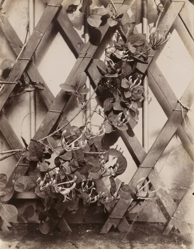Chèvrefeuille (Honeysuckle) by Eugène Atget, photograph, 1900