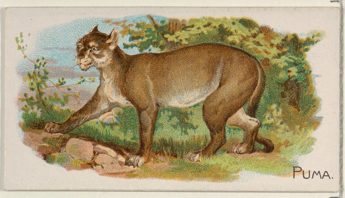 Puma, from the Quadrupeds series (N21) for Allen & Ginter Cigarettes by Allen & Ginter, print, 1890