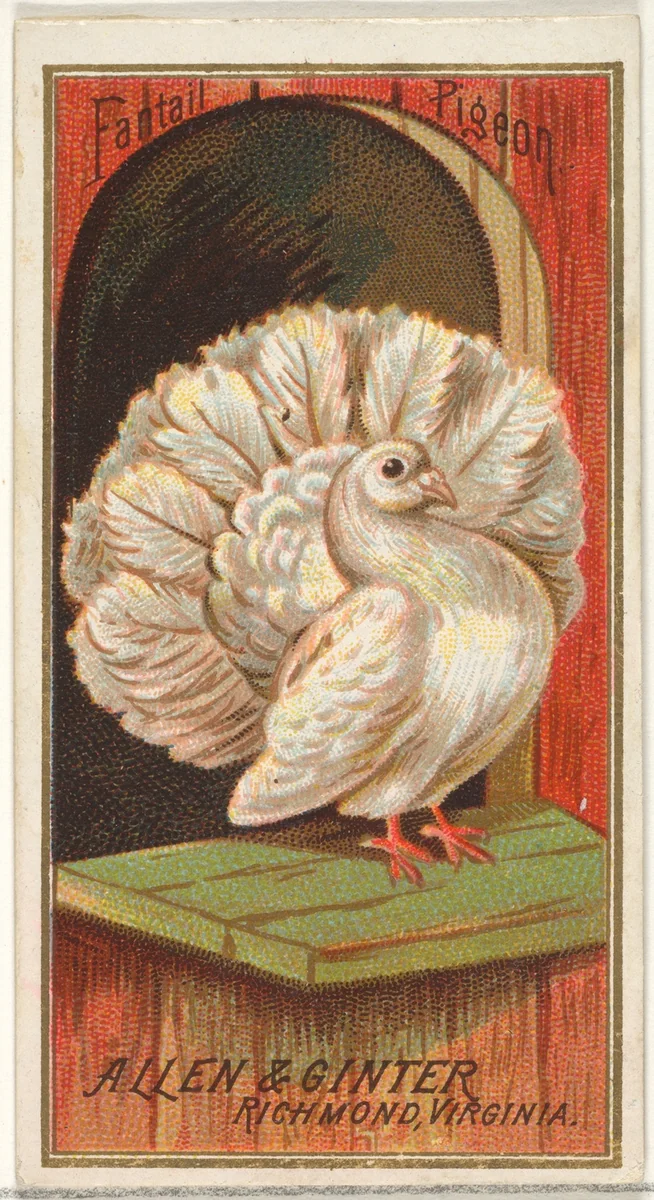 Fantail Pigeon, from the Birds of America series (N4) for Allen & Ginter Cigarettes Brands by Allen & Ginter, print, 1888