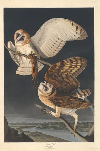 Barn Owl by Robert Havell, Jr.; John James Audubon, print, 1833