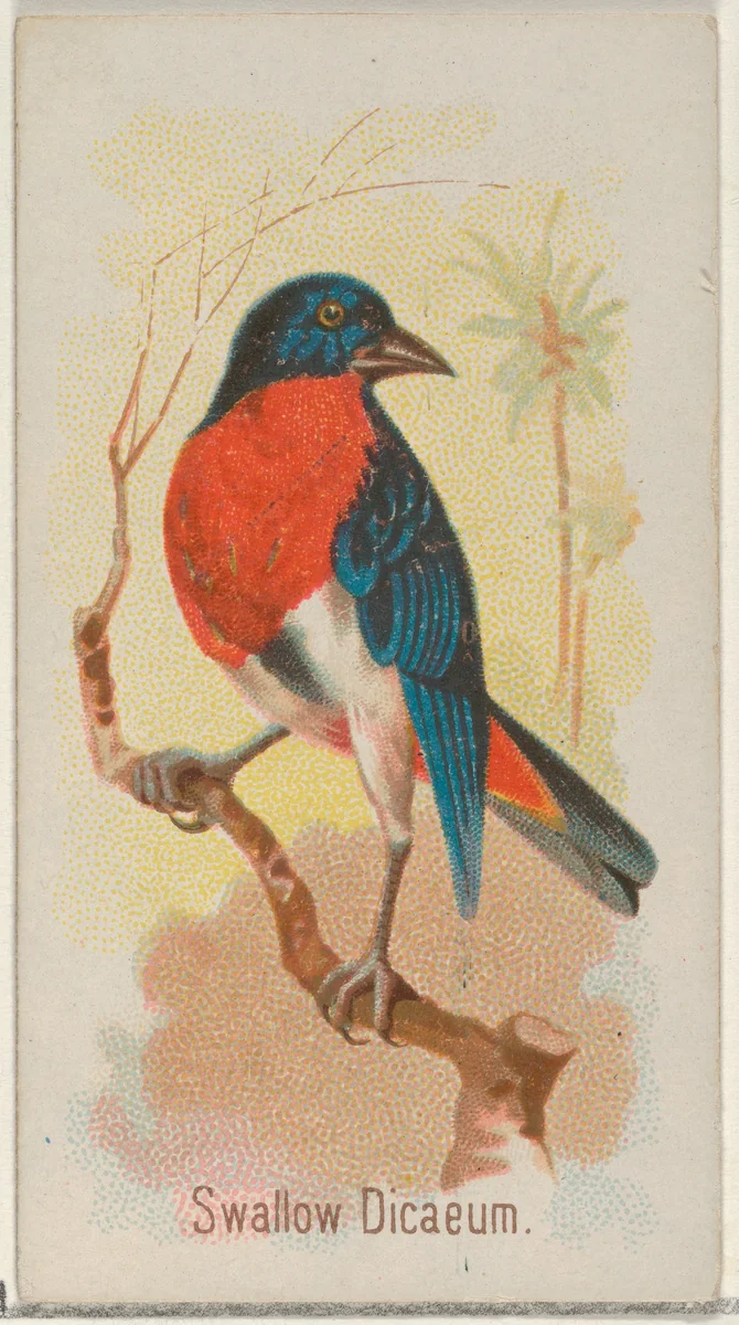 Swallow Dicaeum, from the Song Birds of the World series (N23) for Allen & Ginter Cigarettes by Allen & Ginter, print, 1890