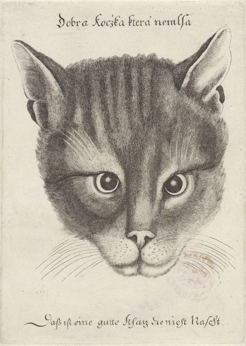 Head of a Cat by Wenceslaus Hollar, print, 1646