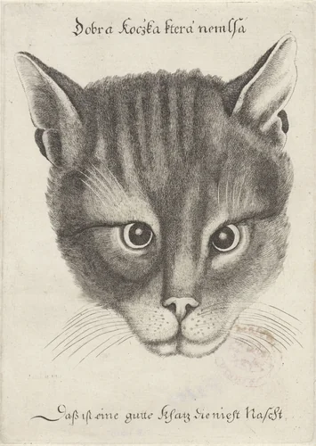 Head of a Cat by Wenceslaus Hollar, print, 1646