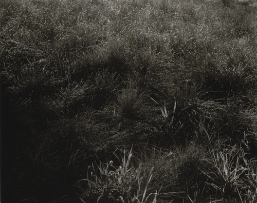 Grasses - Morning by Alfred Stieglitz, photograph, 1933