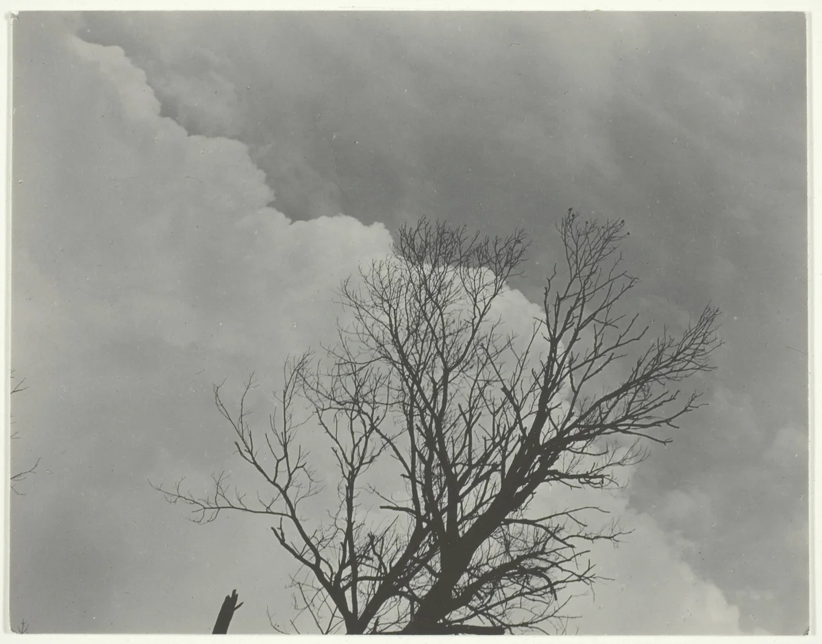 Tree Set 3 by Alfred Stieglitz, photograph, 1919-1929