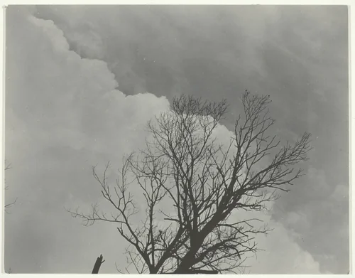 Tree Set 3 by Alfred Stieglitz, photograph, 1919-1929