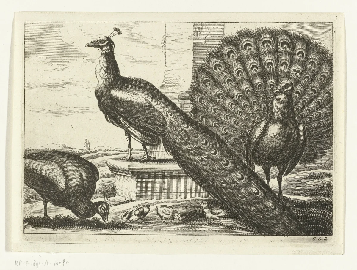 Pauwen by Peter van Liesebetten, print, 1654-1678
