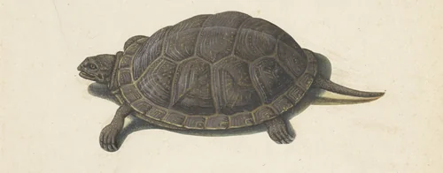 Moerasschildpad by anonymous, drawing, 1560-1585