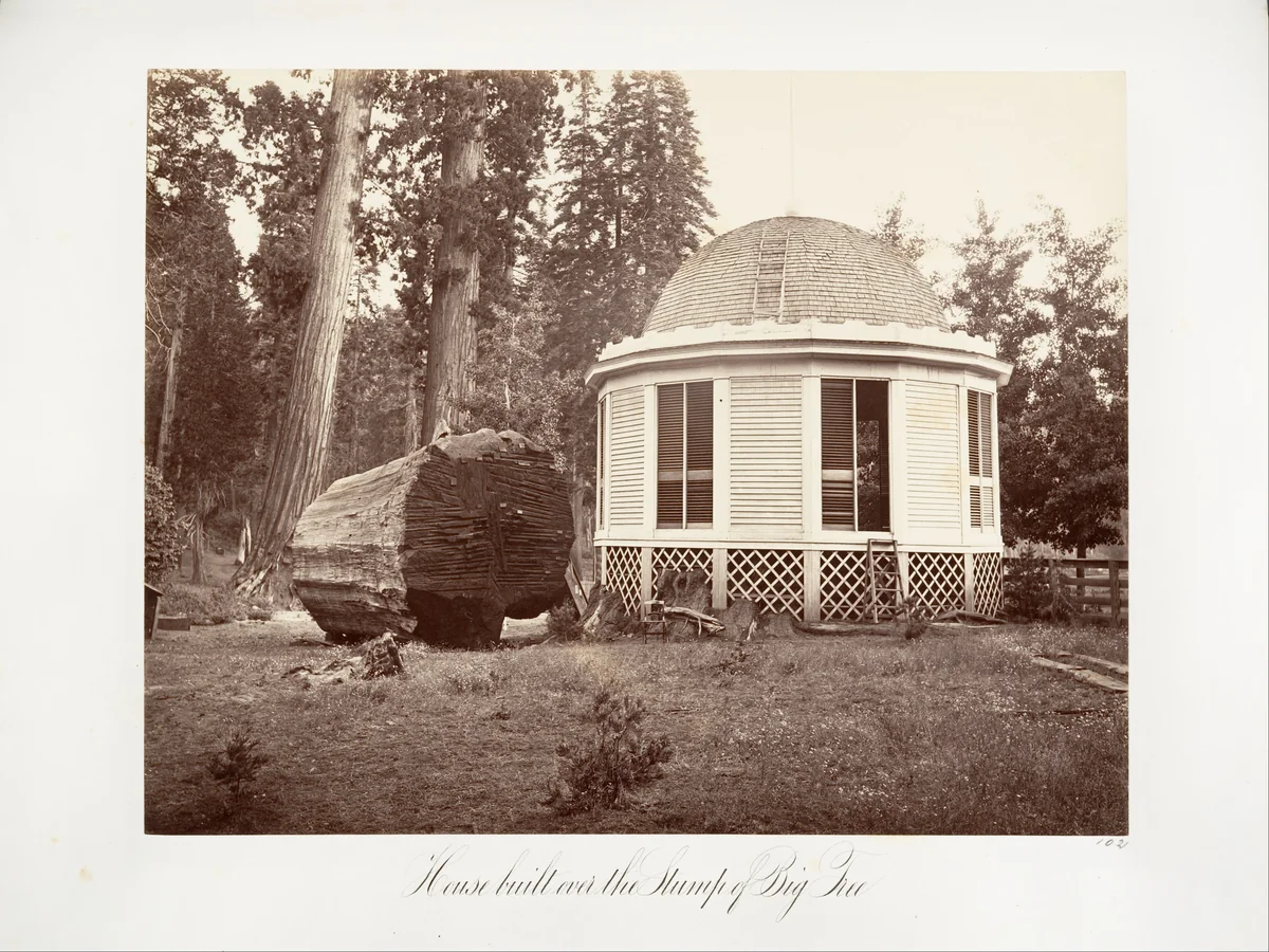 The House Built over the Stump of a Big Tree by Carleton E. Watkins, photograph, 1865-1866