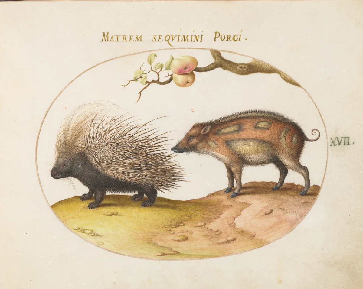 Plate 17: Old World Porcupine (Hystrix) and Wild Pig by Joris Hoefnagel, drawing, 1570-1599