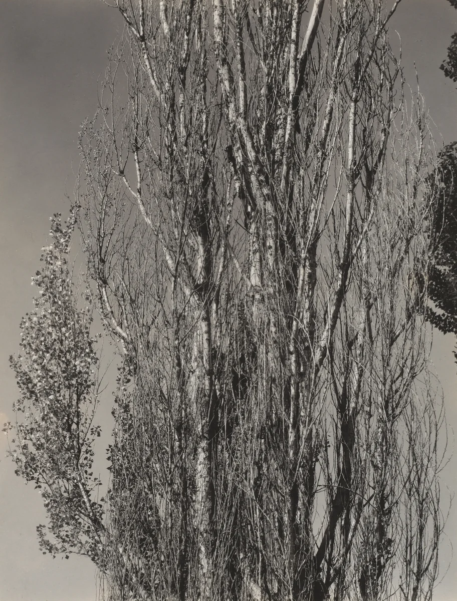Poplars—Lake George by Alfred Stieglitz, photograph, 1932