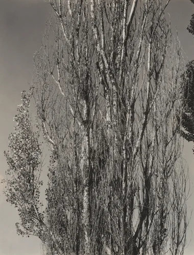 Poplars—Lake George by Alfred Stieglitz, photograph, 1932