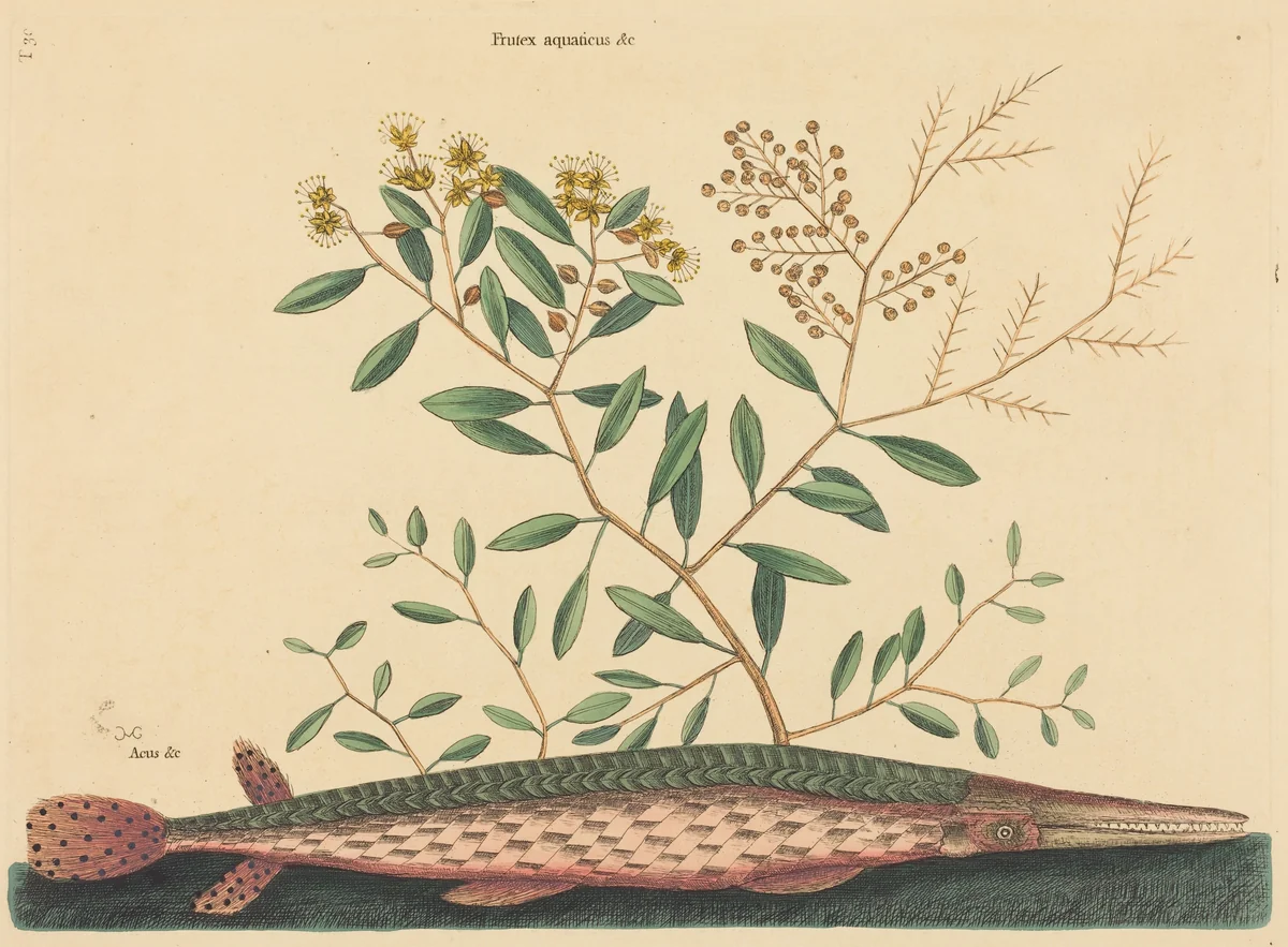 The Green Gar Fish (Esox osseus) by Mark Catesby, print, 1731-1743