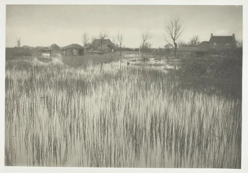 A Rushy Shore by Peter Henry Emerson, photograph, 1886