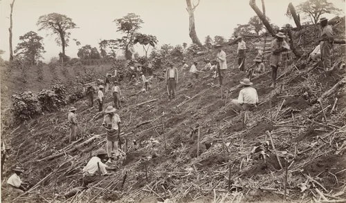 Setting Out a Coffee Plantation at Antigua by Eadweard Muybridge, photograph, 1875