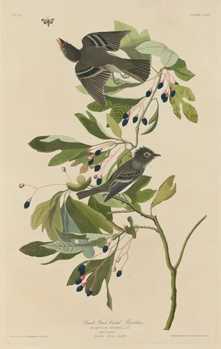 Small Green-Crested Flycatcher by Robert Havell, Jr.; John James Audubon, print, 1832