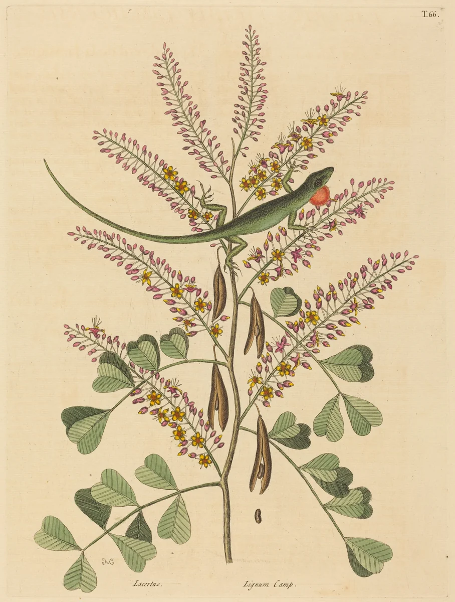 The Green Lizard of Jamaica (Lacerta bullaris) by Mark Catesby, print, 1731-1743