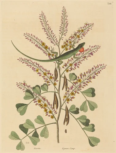 The Green Lizard of Jamaica (Lacerta bullaris) by Mark Catesby, print, 1731-1743