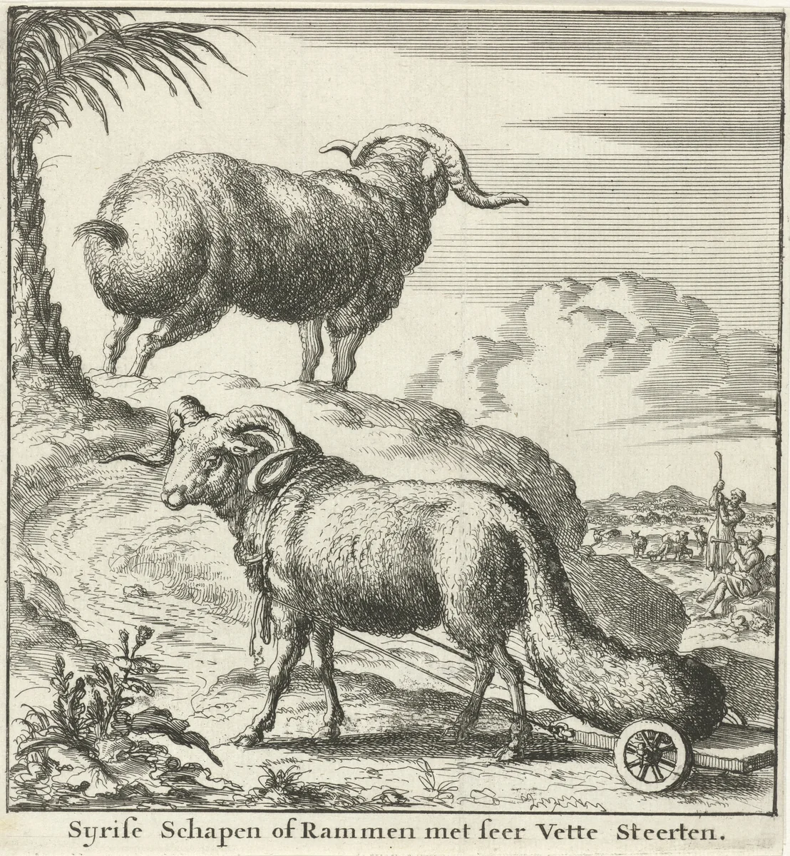 Syrische schapen of rammen by Jan Luyken, print, 1683