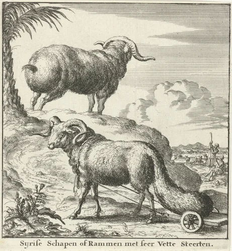 Syrische schapen of rammen by Jan Luyken, print, 1683