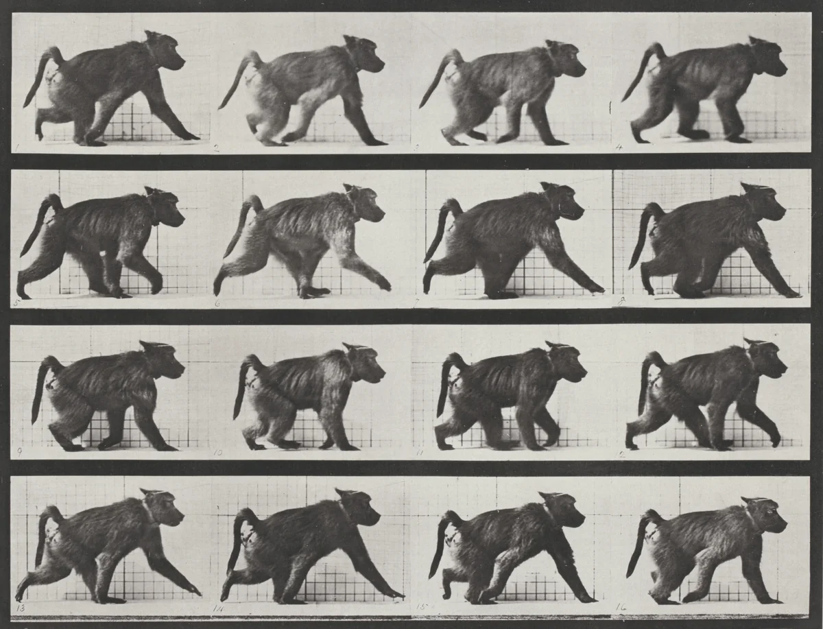 Plate Number 747. Baboon walking on all fours by Eadweard Muybridge, photograph, 1887