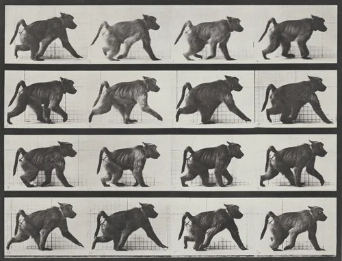 Plate Number 747. Baboon walking on all fours by Eadweard Muybridge, photograph, 1887
