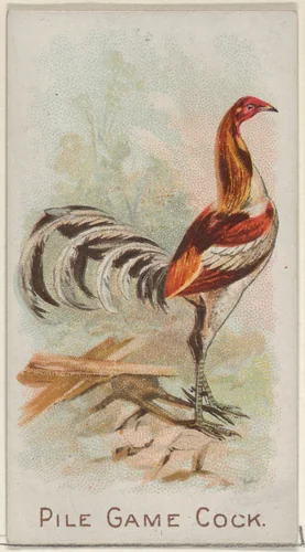 Pile Game Cock, from the Prize and Game Chickens series (N20) for Allen & Ginter Cigarettes by Allen & Ginter, print, 1891