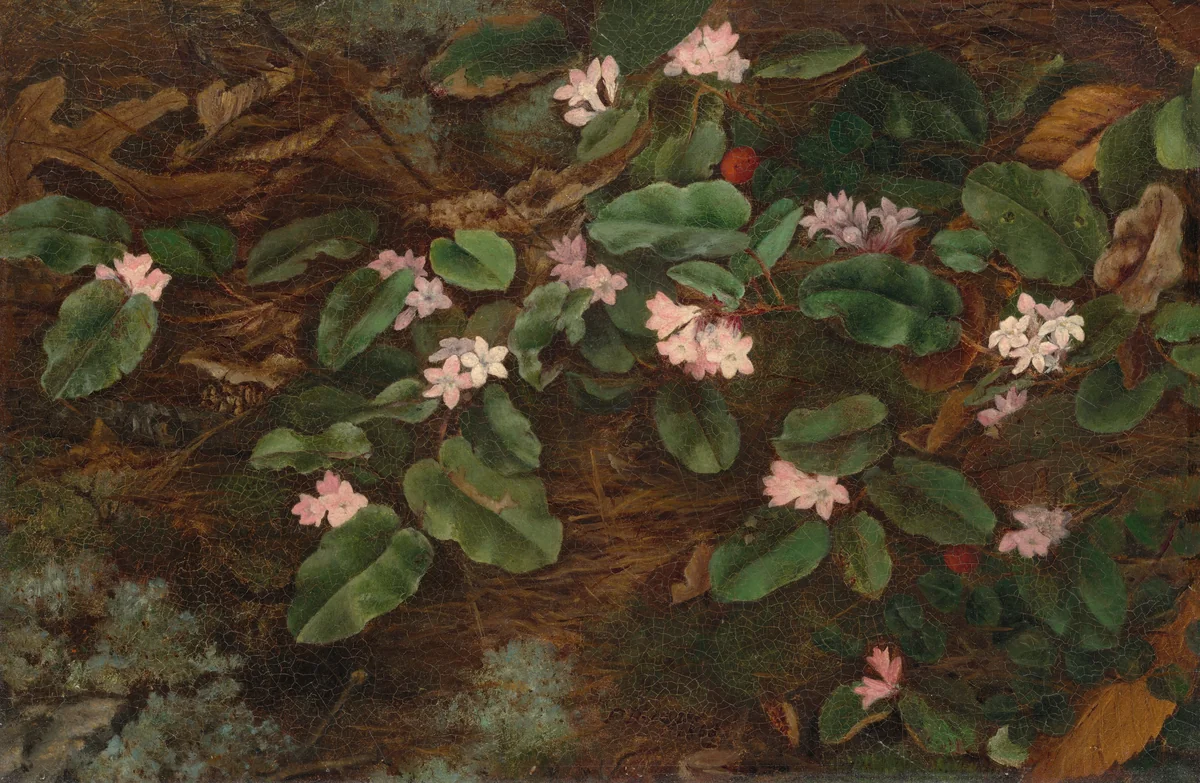 Trailing Arbutus by Fidelia Bridges, painting, 1863