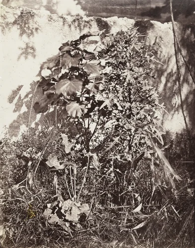 Plant Study by Charles Nègre, photograph