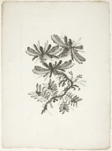 Bouquet, from Collection of New Flowers of Taste for the Manufacture of Persian Cloth, Invented and Drawn by Jean Pillement by Johann Heinrich Hess, print, 1765-1770