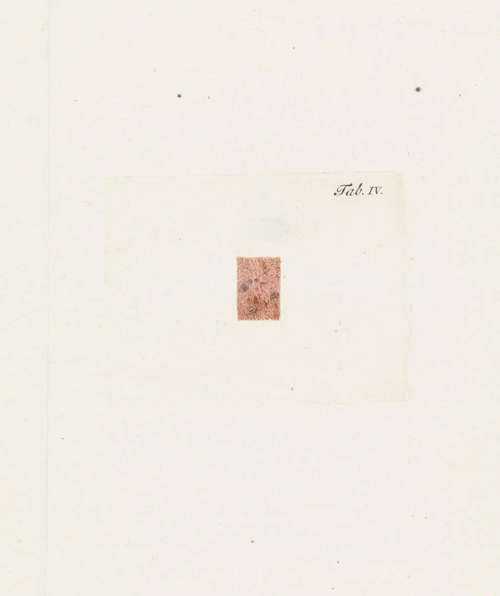 Anatomische afbeelding by Robbert Muys, print, 1785