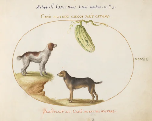 Plate 37: Two Spaniels with a Gourd by Joris Hoefnagel, drawing, 1570-1599