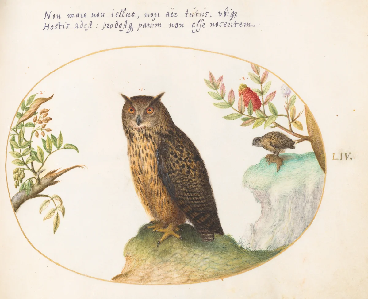 Plate 54: An Owl, with a Second in the Distance Eating a Rabbit by Joris Hoefnagel, drawing, 1570-1599